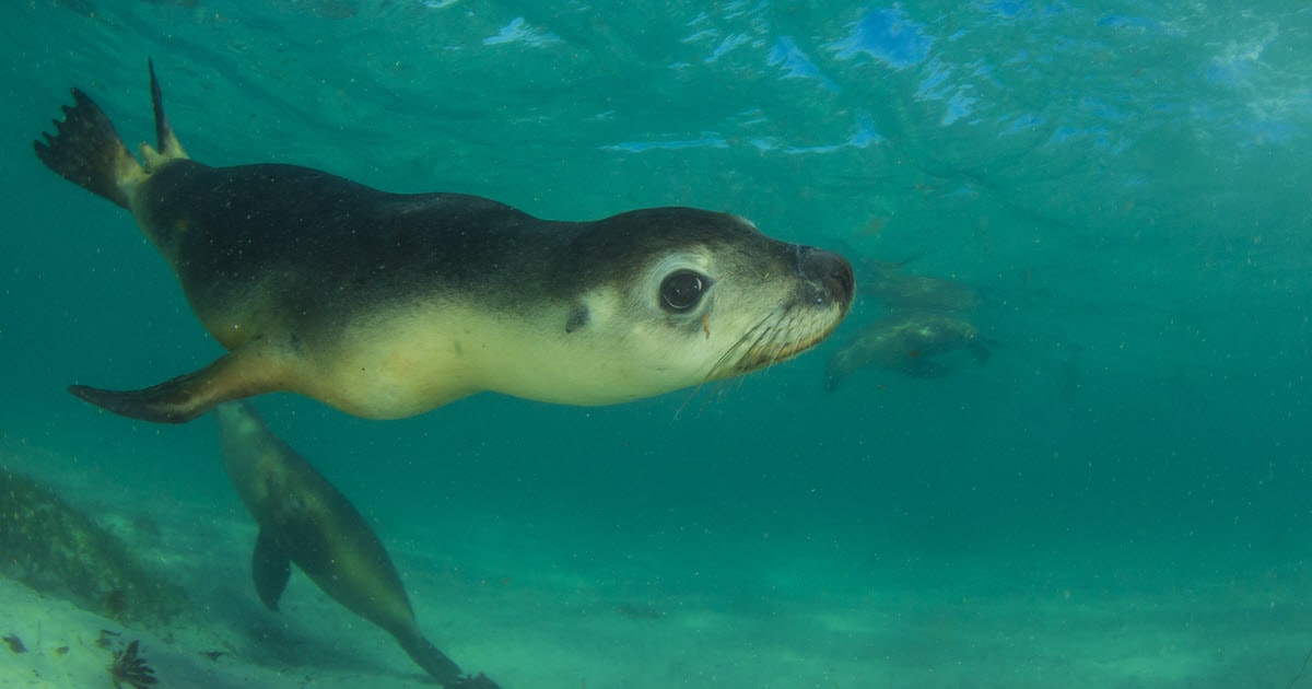 Swim Underwater with Friendly Jurien Bay Sea Lions Summerstar